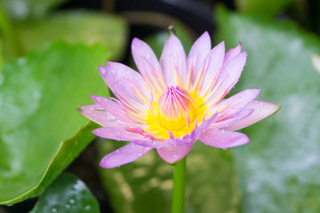 Pink lotus flowers with droplets blooming in lotus pond,selective focus,blurred green leaf background.water lily aquatic plants for worship