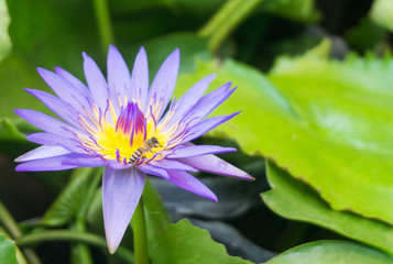 Purple lotus flowers blooming in lotus pond with bee on yellow pollen,selective focus,blurred green leaf background.water lily aquatic plants for worship