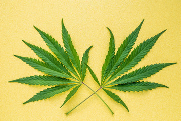 Fresh leaves of hemp on a yellow background with copy space. Top view.