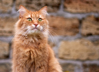 portrait of an adult fluffy red cat with green eyes