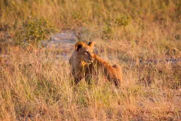 Fototapeta na wymiar Lion cub relaxing on the savannah of Chobe National Park