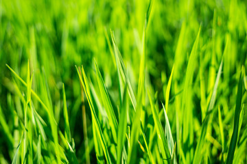 Fototapeta na wymiar rice fields detail