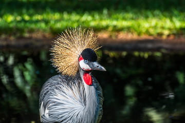 crowned crane