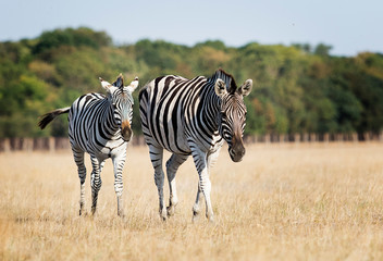 zebra goes on the grass