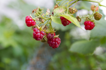 ripe red raspberries