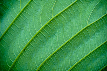 Green leaves background. Leaf texture