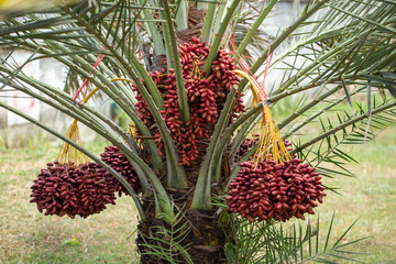 Date palms fruits on a date palms tree. grown in the north of Thailand