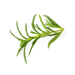 Fresh rosemary isolated on a white background.