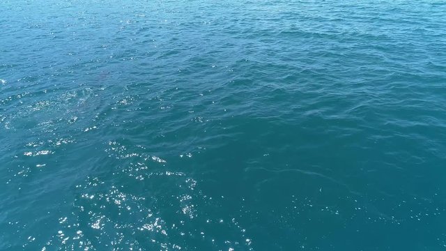 A flock of dolphins jumps out of the water. Dolphins chasing the fish. Summer vacation by the sea.