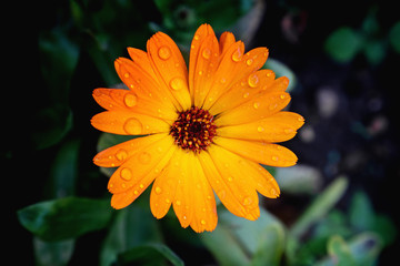 Close view of Calendula Officinalis blossom