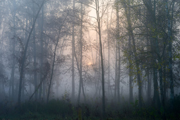 Fototapeta na wymiar Sunrise in a foggy forest. Autumn landscape with rising sun and fog.