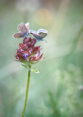 lovely couple of butterfly