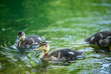 Ducks and ducklings ready for a swim