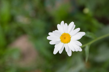 Obraz premium white daisy flower