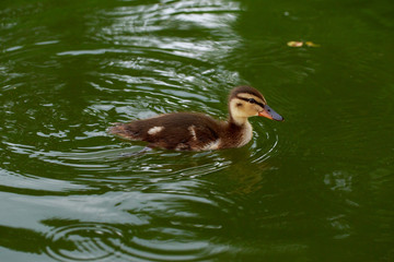 Duck on the water pond