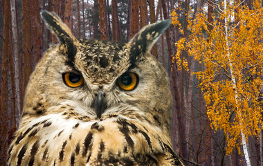 The horned owl against the background of the autumn forest with pine trees and birch with yellow leaves.