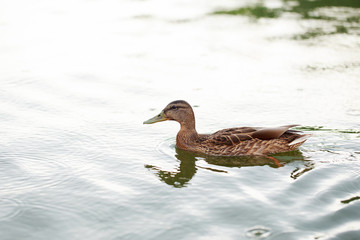 Duck on the water pond