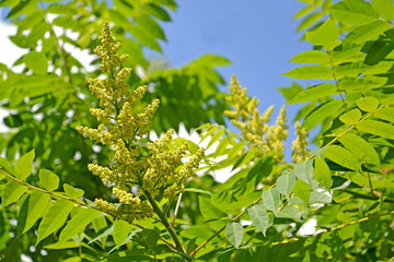 Obraz premium The blossoming poison ivy tannic (Rhus coriaria L.) against the background of the sky