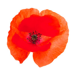 red poppy flower on white background