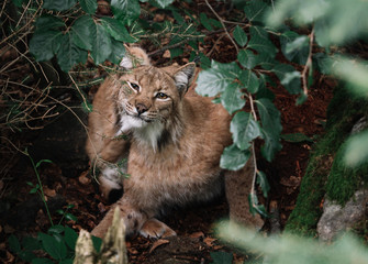 lynx in the forest