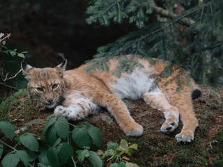 lynx in the forest