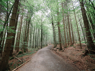 Forest landscape. Beautiful nature.