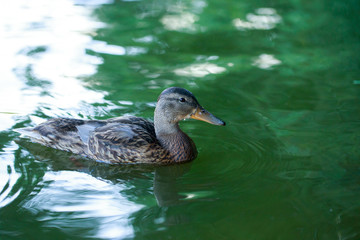 Duck on the water pond