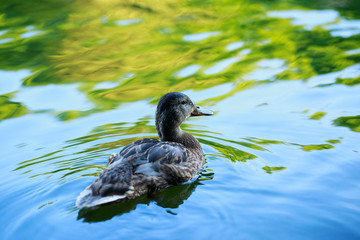 Duck on the water pond