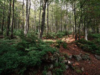 Forest landscape. Beautiful nature.
