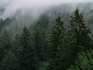 fog in the forest, mystical landscape, aerial view