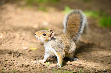 Naklejka na ściany i meble Woodland Squirrels in British Spring / Summertime