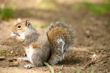 Woodland Squirrels in British Spring / Summertime