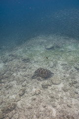 Green sea turtle and a school of fish in a shallow coral reef.