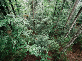 Aerial view of pine forest