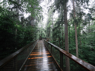 Wooden footpath in the forest