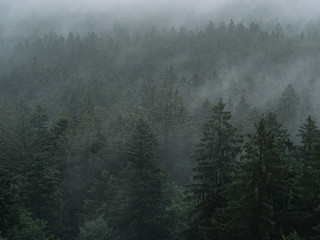 fog in the forest, mystical landscape