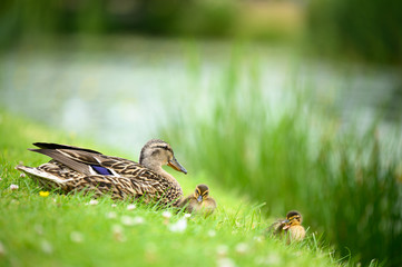 Ducks and ducklings ready for a swim