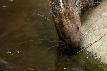 Malayan Porcupine