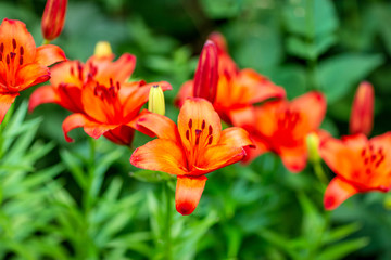 colorful lilies in the garden shot on a clear summer evening