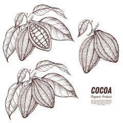 Cocoa beans vector illustration. Hand drawn sketch. Chocolate design. Chocolate beans. Vintage illustration.