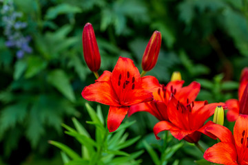 colorful lilies in the garden shot on a clear summer evening