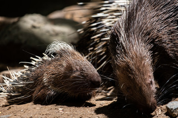 Malayan Porcupine