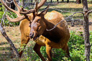 Naklejka na ściany i meble Close-up shot of a beautiful Elk, taken at Yellow stone national park