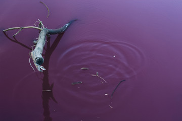 Old wood in pink water, pink lake. Melbourne, Australia.