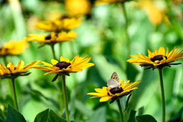 Close-up Butterfly on the Yellow flower in Eram Garden, Shiraz, Iran