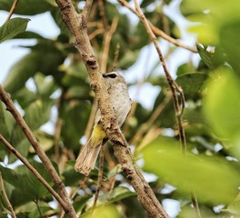 crocokan bird on branch