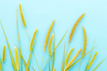 spikelets of grass on a blue background