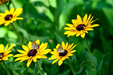 Close-up Butterfly on the Yellow flower in Eram Garden, Shiraz, Iran