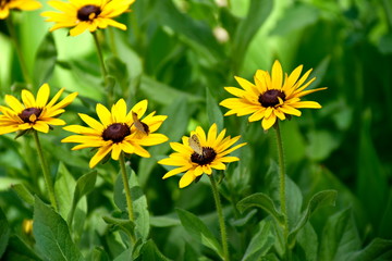 Close-up Butterfly on the Yellow flower in Eram Garden, Shiraz, Iran
