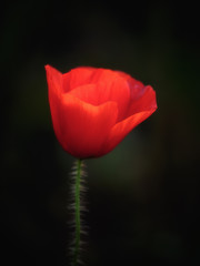 Red Summer Poppy Flower